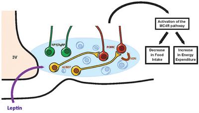 Emerging Signaling Pathway in Arcuate Feeding-Related Neurons: Role of the Acbd7